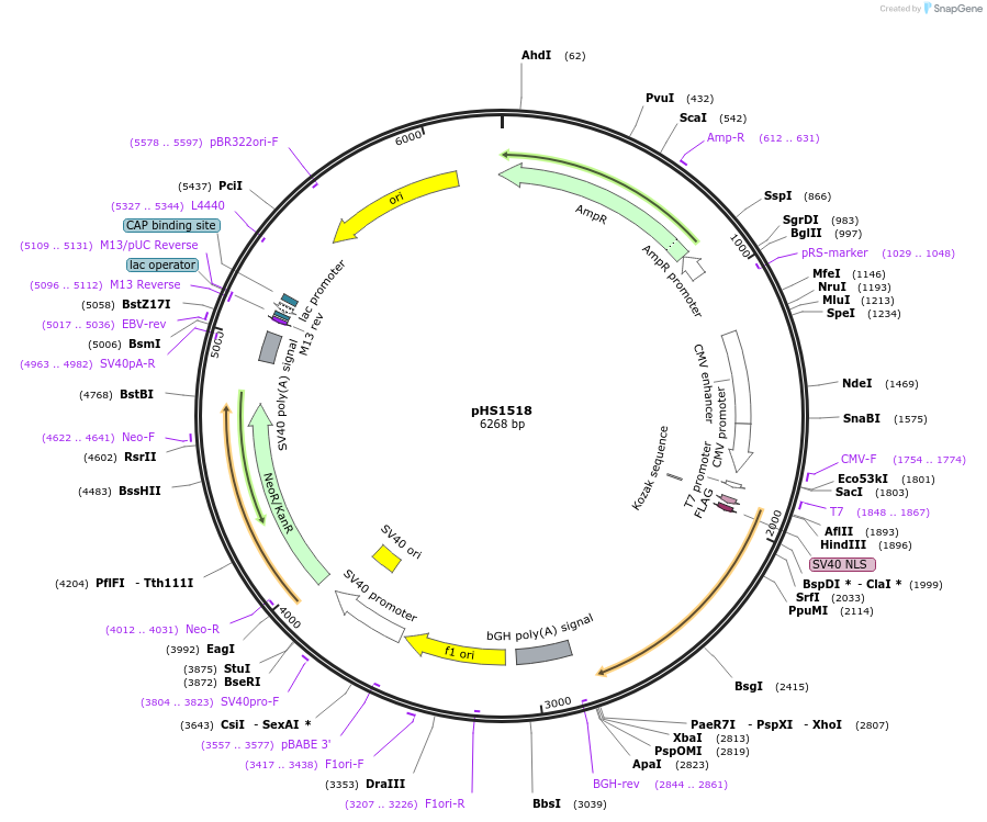 205981-plasmid-map-sequence-id-424945