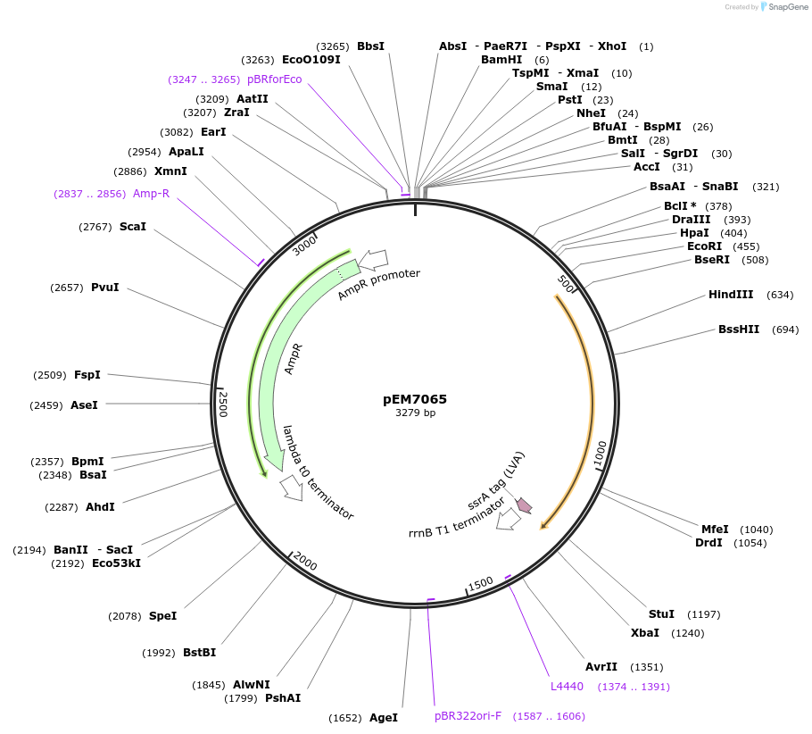 214003-plasmid-map-sequence-id-424946