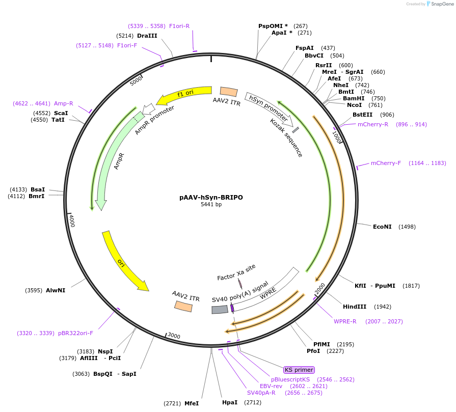 215551-plasmid-map-sequence-id-424949
