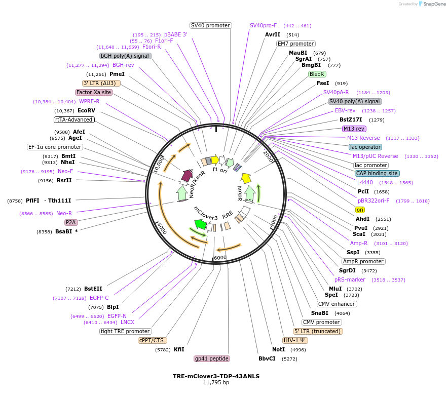 214917-plasmid-map-sequence-id-424953