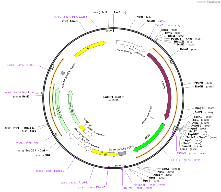34831-plasmid-map-sequence-id-424954