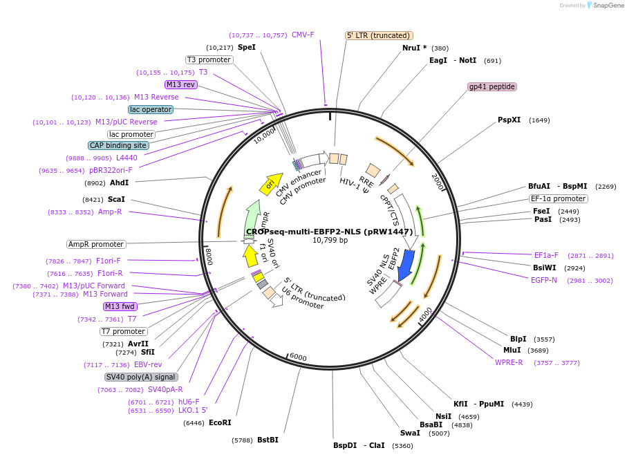 216219-plasmid-map-sequence-id-424959
