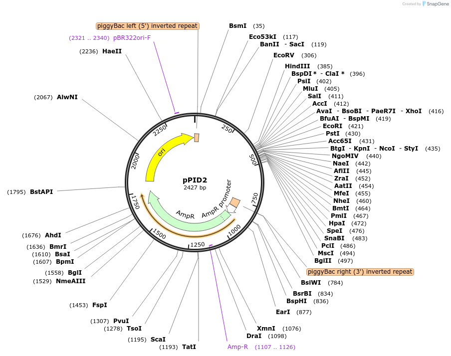 169898-plasmid-map-sequence-id-424964