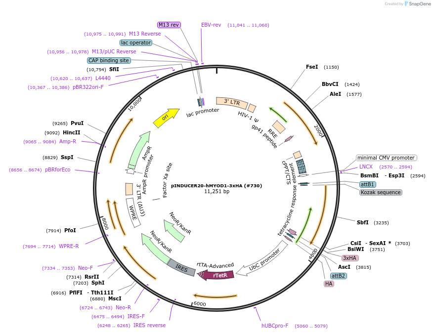 78328-plasmid-map-sequence-id-424966