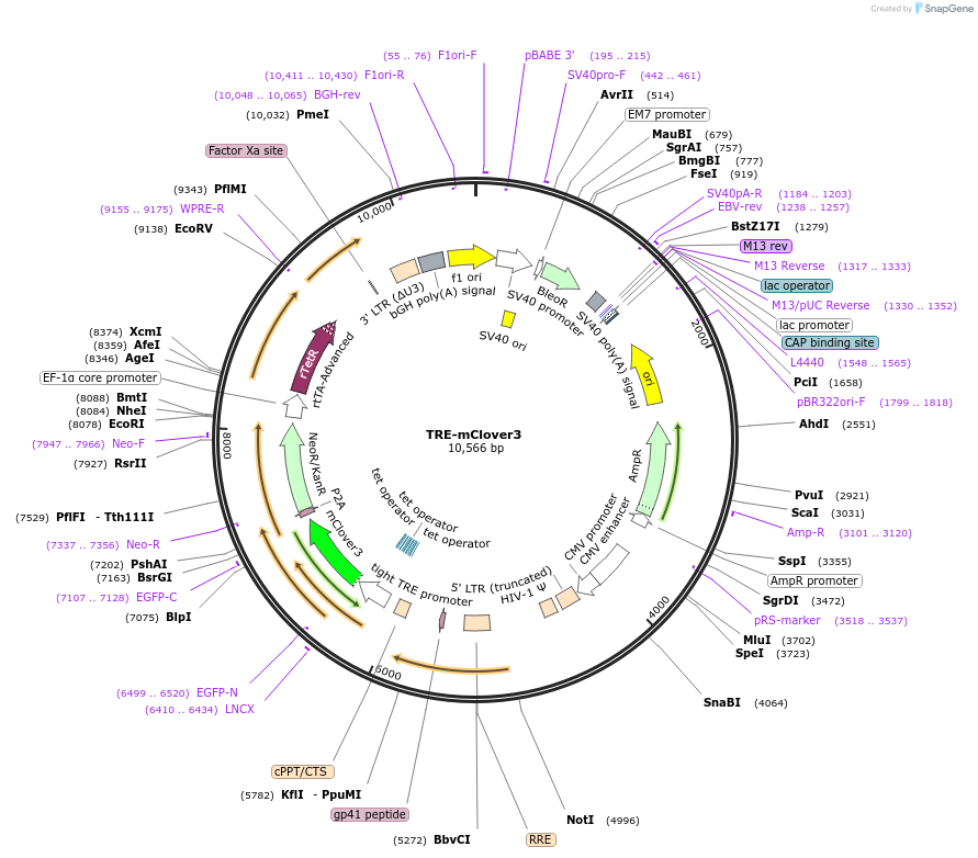 214922-plasmid-map-sequence-id-424974