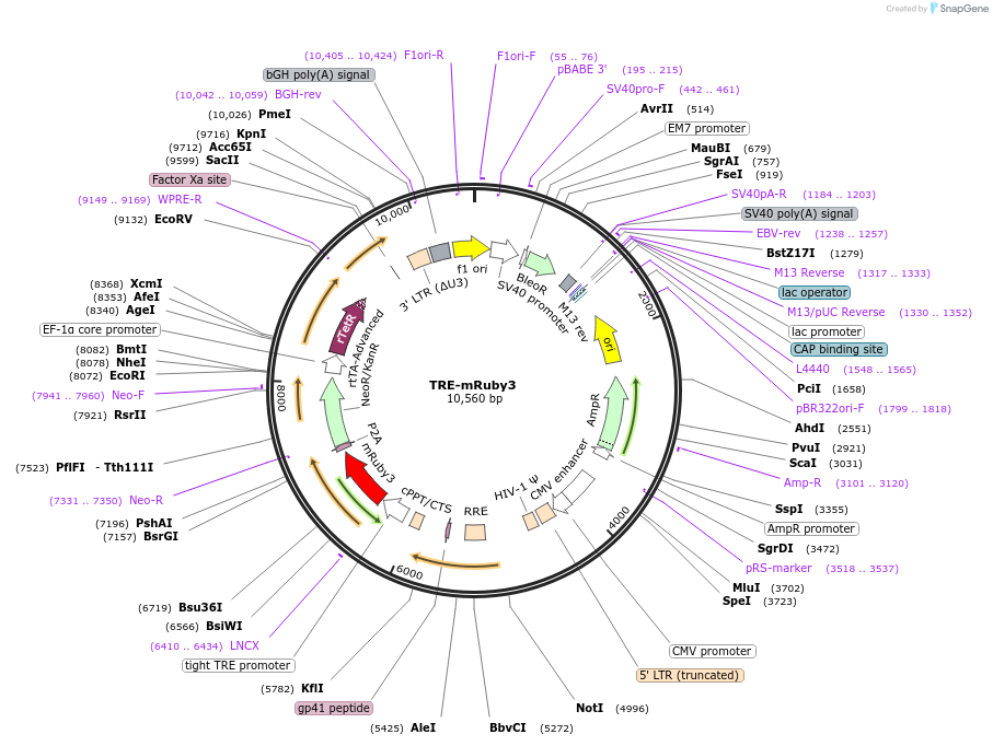 214923-plasmid-map-sequence-id-424975