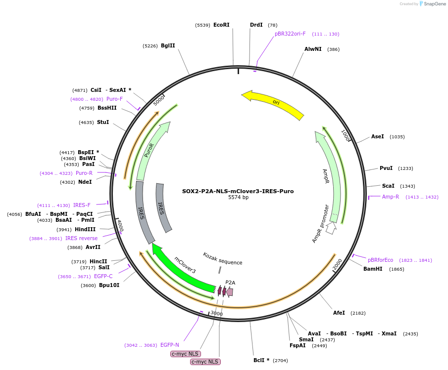 215544-plasmid-map-sequence-id-424979