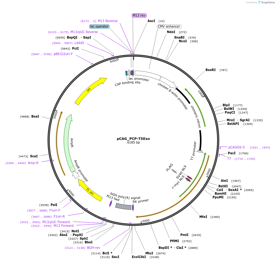 214736-plasmid-map-sequence-id-424997