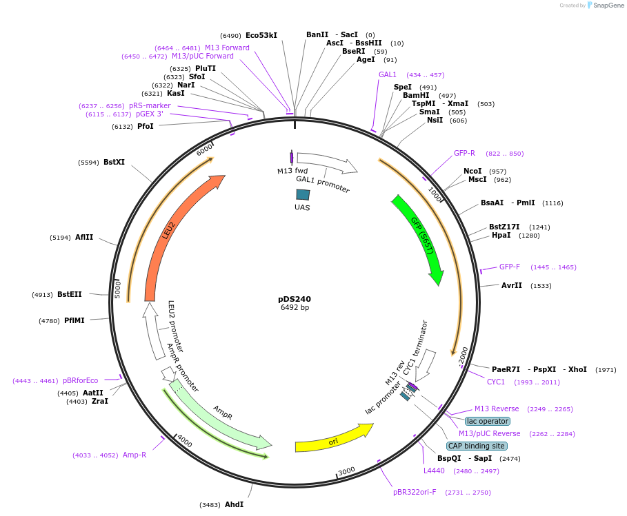 34966-plasmid-map-sequence-id-42500