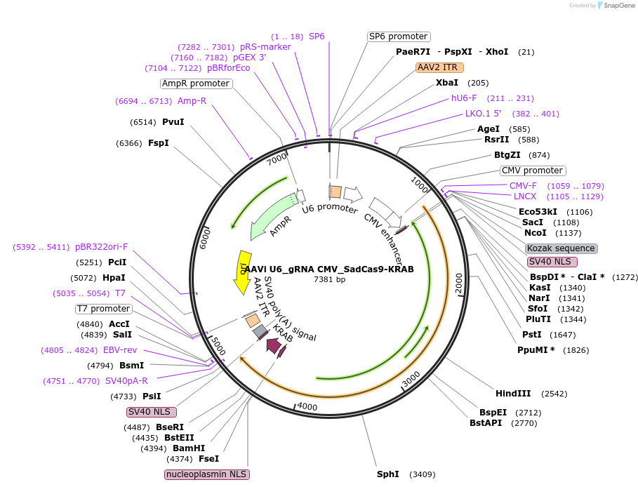 214609-plasmid-map-sequence-id-425006