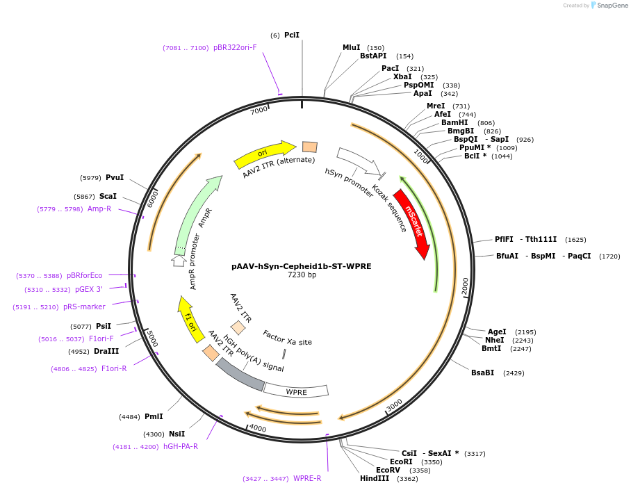 214967-plasmid-map-sequence-id-425053