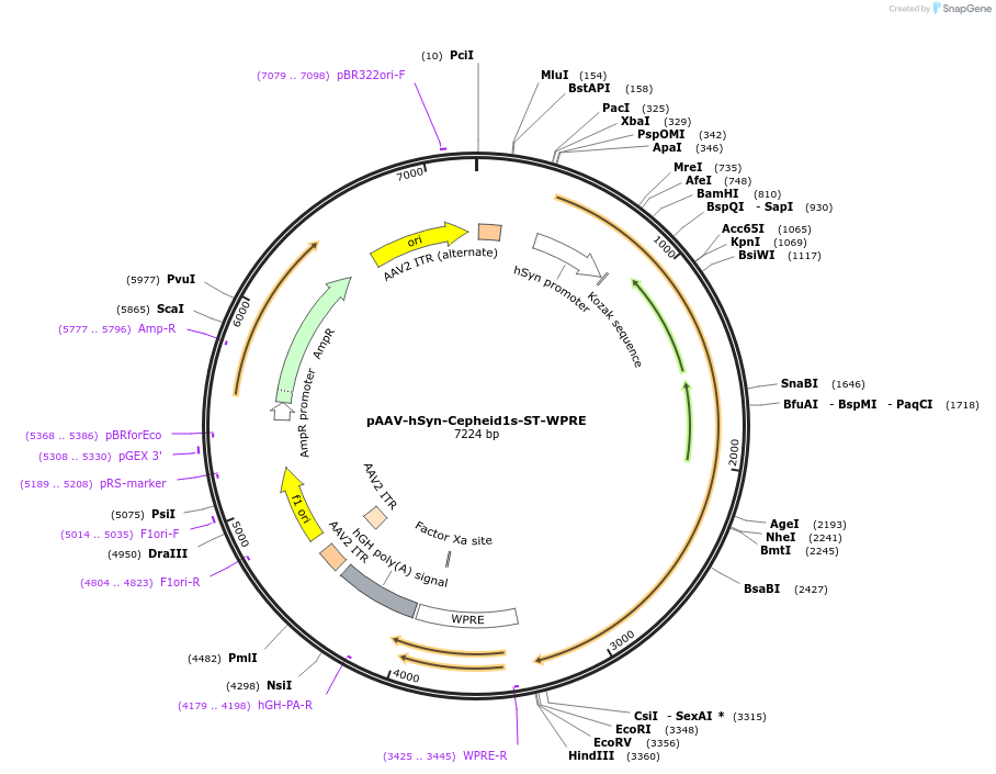214968-plasmid-map-sequence-id-425055