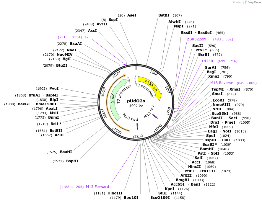 210239-plasmid-map-sequence-id-425059