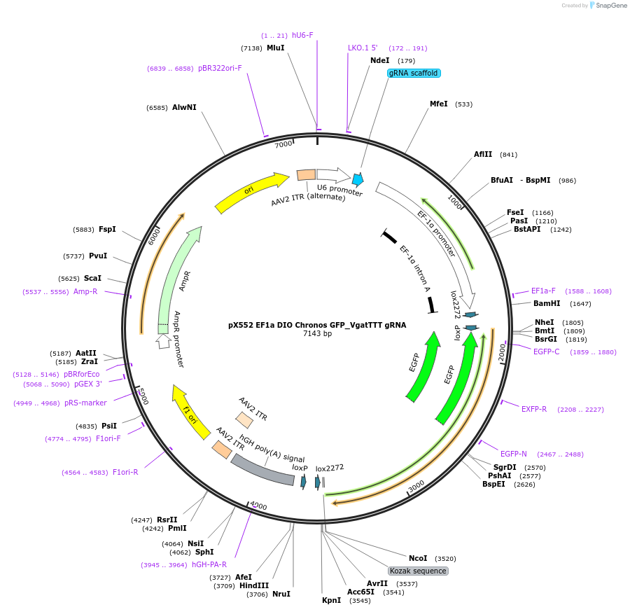 215278-plasmid-map-sequence-id-425062