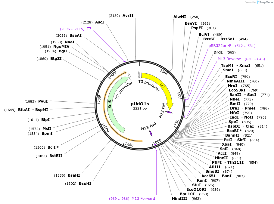 210238-plasmid-map-sequence-id-425064