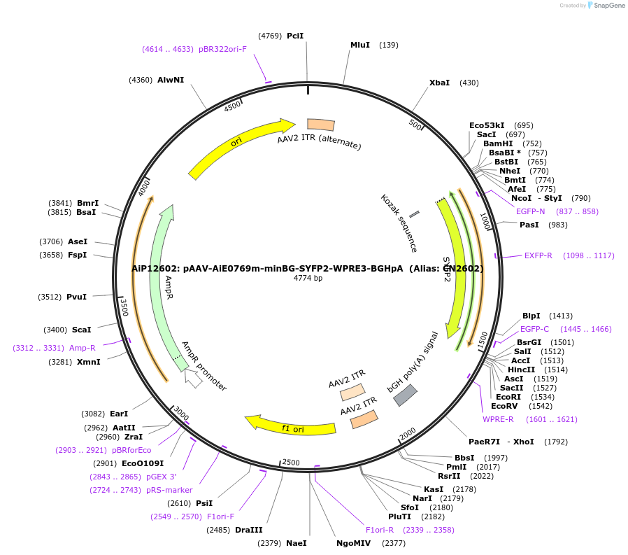 214841-plasmid-map-sequence-id-425065
