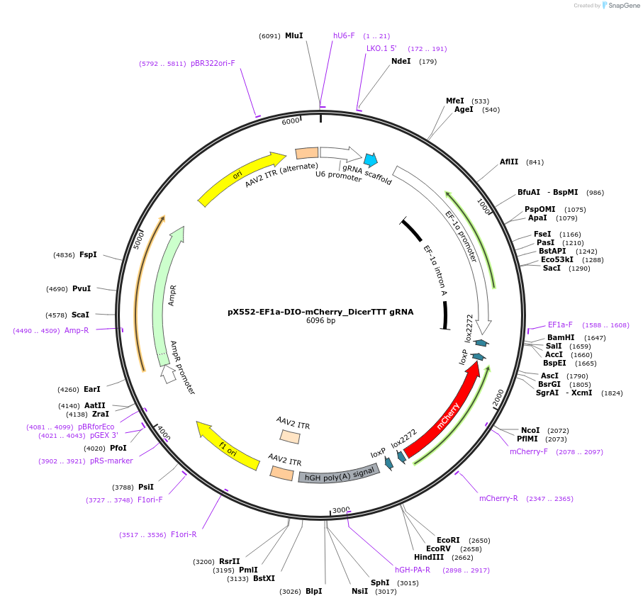 215280-plasmid-map-sequence-id-425068