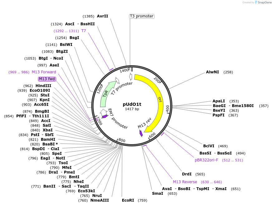 210246-plasmid-map-sequence-id-425072