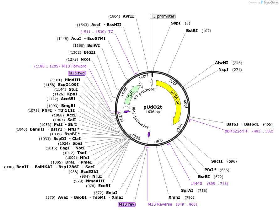 210247-plasmid-map-sequence-id-425078