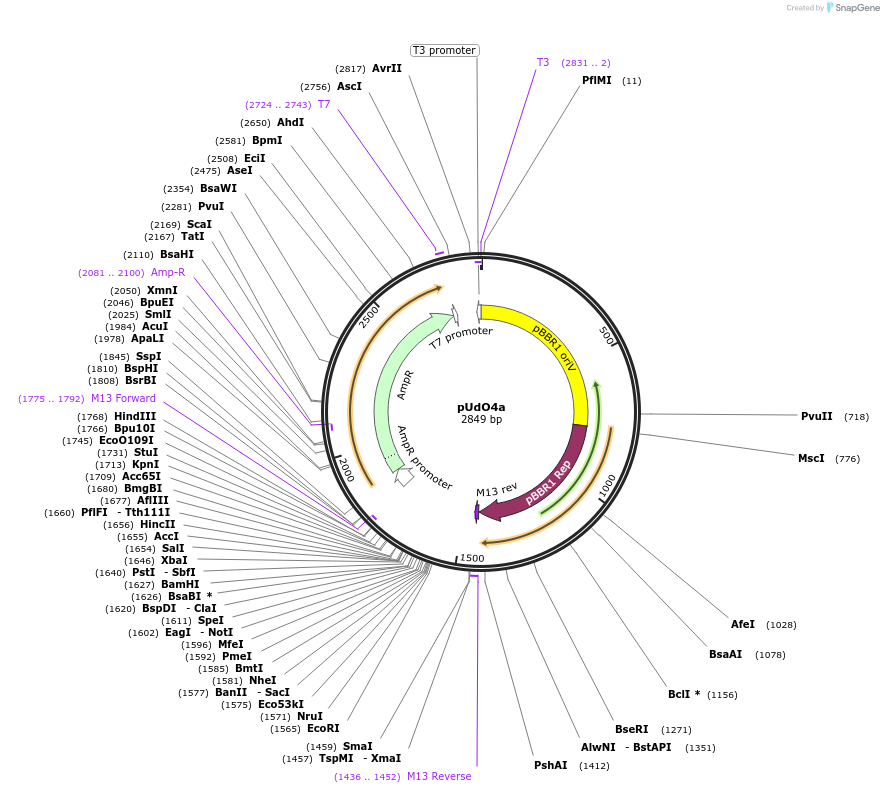 210229-plasmid-map-sequence-id-425086