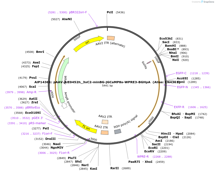 214857-plasmid-map-sequence-id-425094