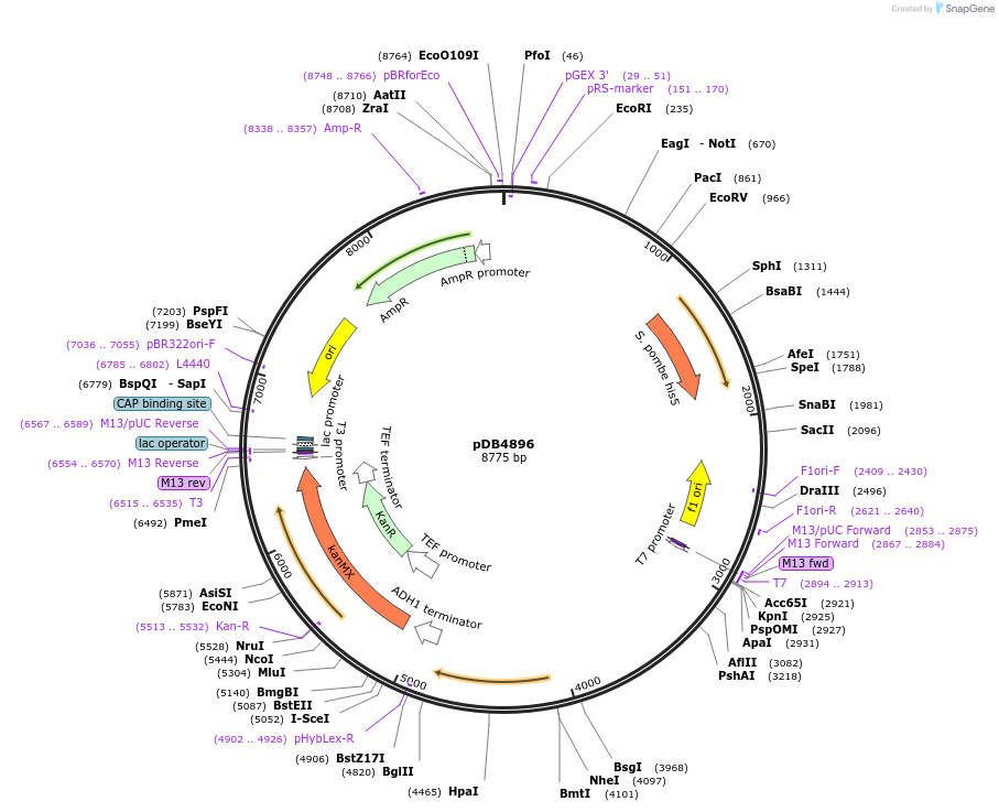 215505-plasmid-map-sequence-id-425123