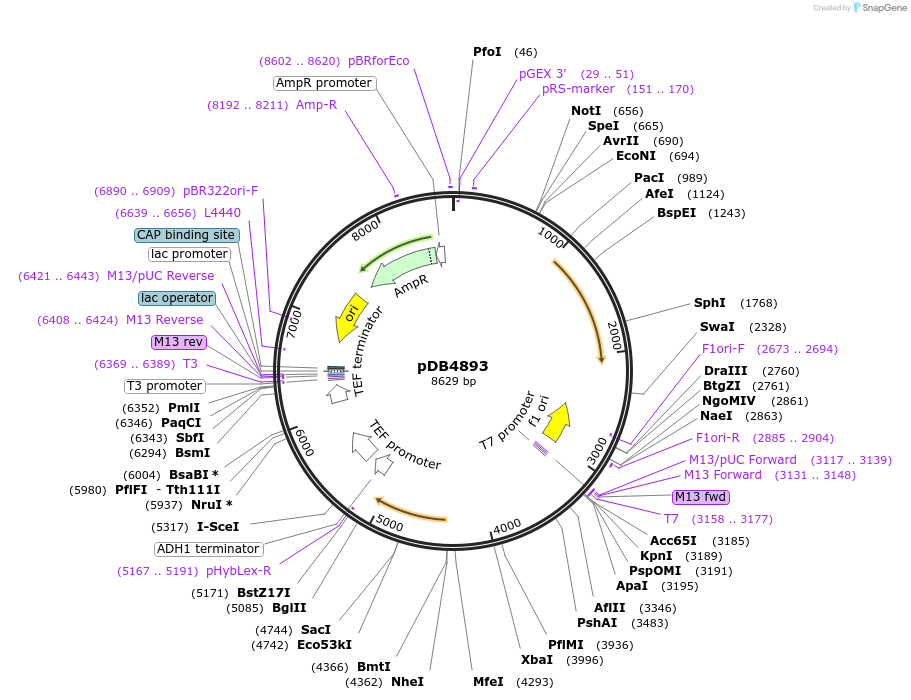 215504-plasmid-map-sequence-id-425126