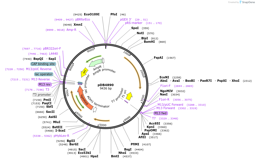 215503-plasmid-map-sequence-id-425130