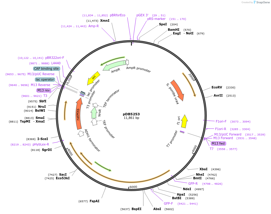 215501-plasmid-map-sequence-id-425140