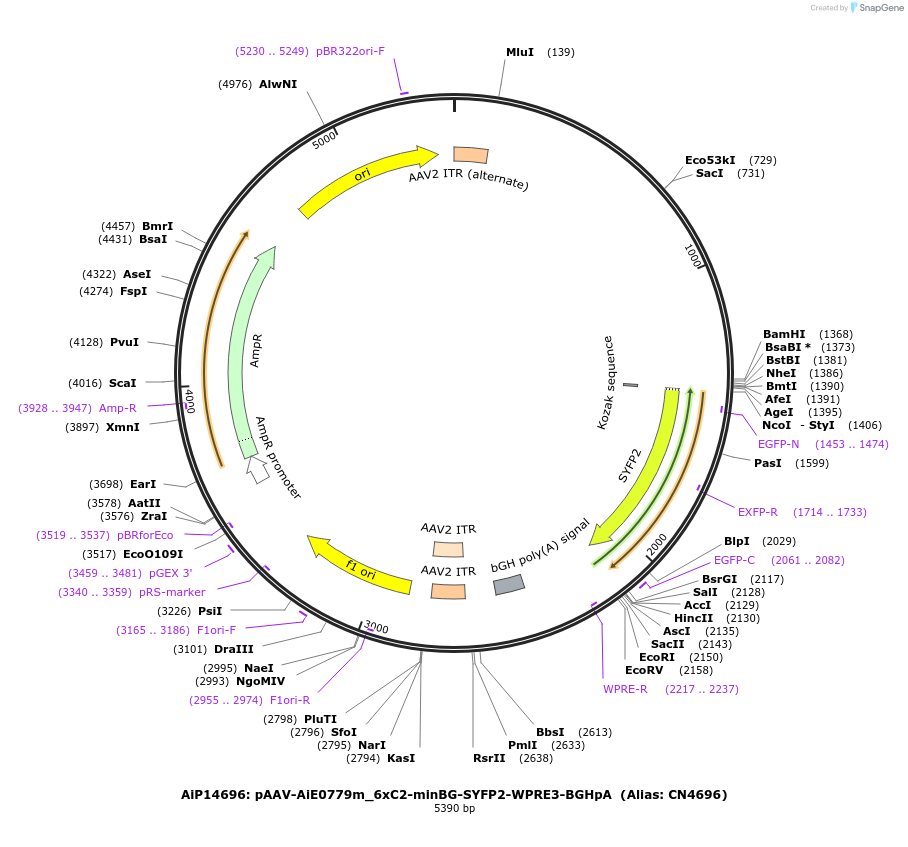 214859-plasmid-map-sequence-id-425145