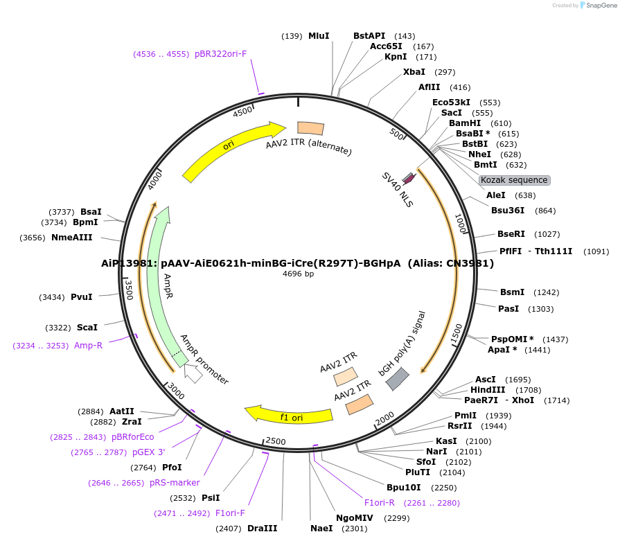 214849-plasmid-map-sequence-id-425188