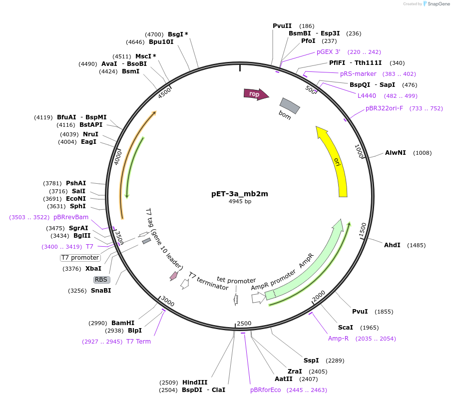 211368-plasmid-map-sequence-id-425189