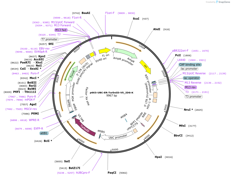 214453-plasmid-map-sequence-id-425197