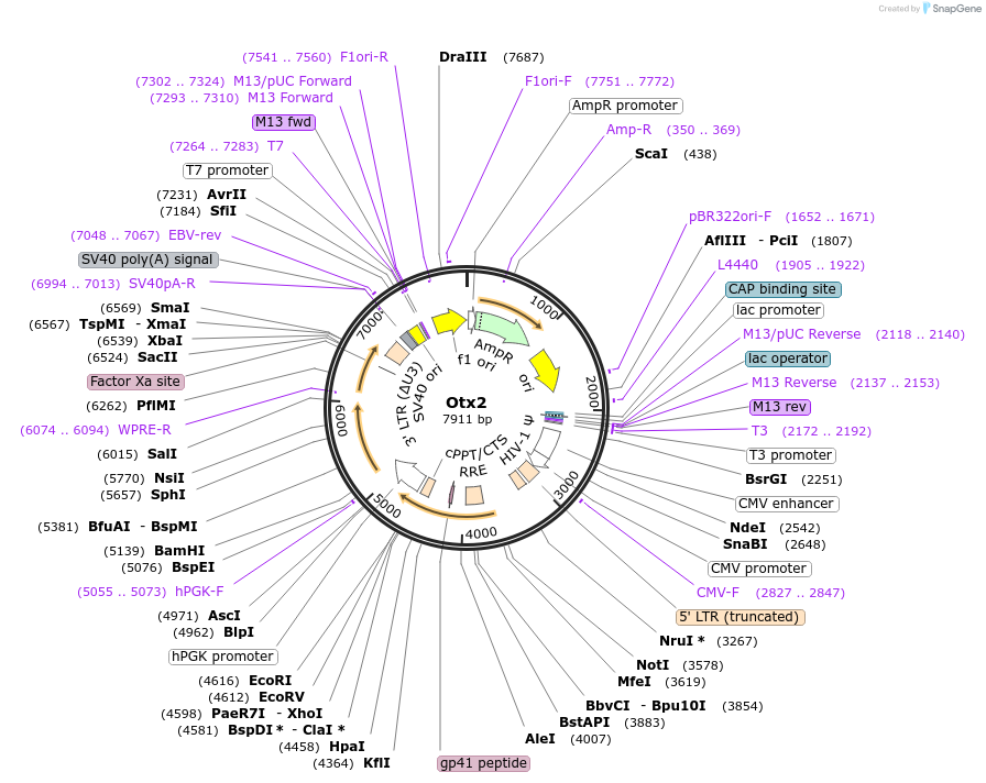 35001-plasmid-map-sequence-id-42520