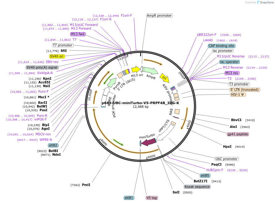 214463-plasmid-map-sequence-id-425201