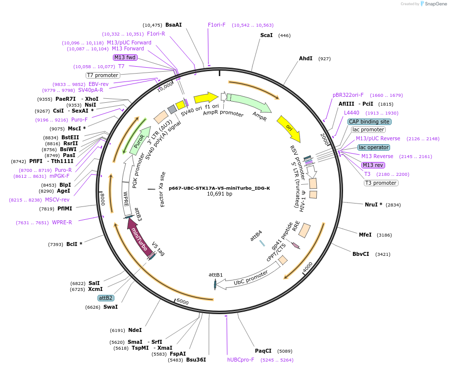 214466-plasmid-map-sequence-id-425202