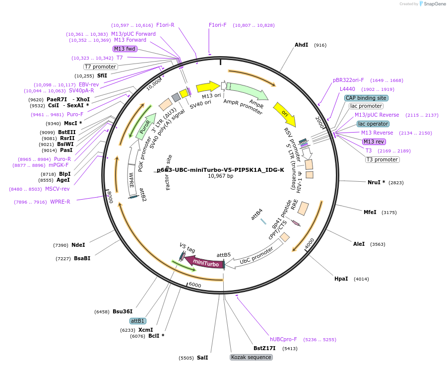 214462-plasmid-map-sequence-id-425204