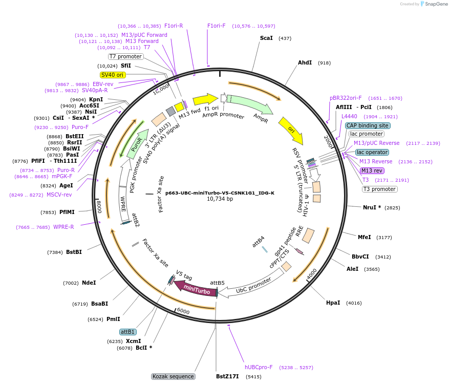 214458-plasmid-map-sequence-id-425205