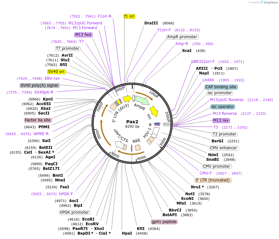 35002-plasmid-map-sequence-id-42521