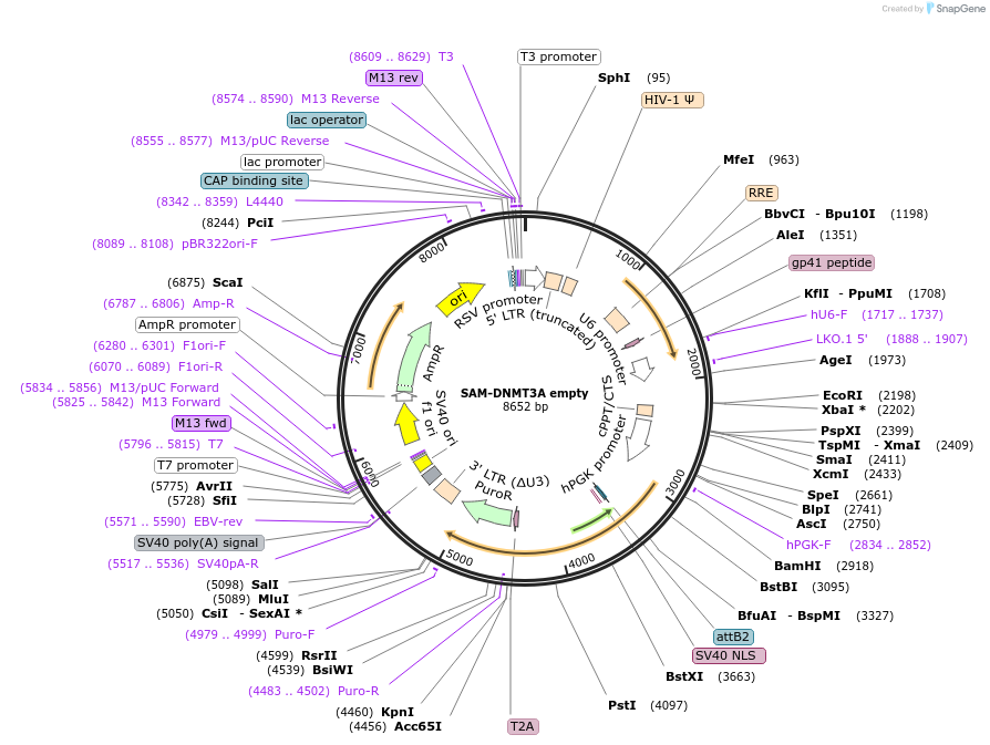 213164-plasmid-map-sequence-id-425216