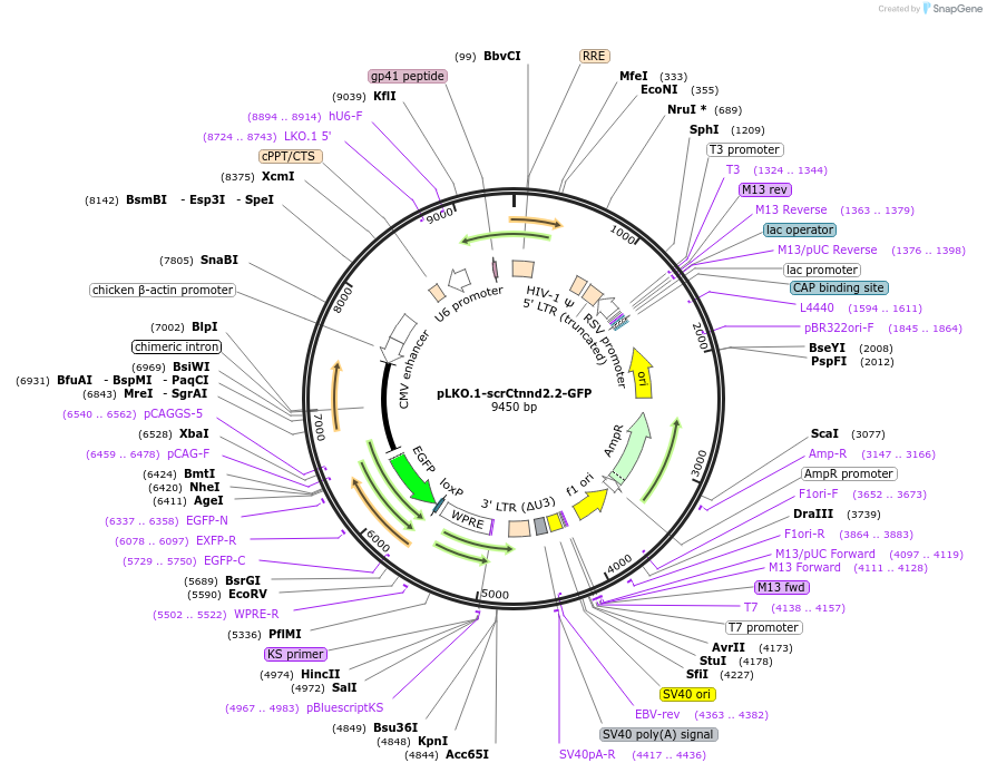 209098-plasmid-map-sequence-id-425219