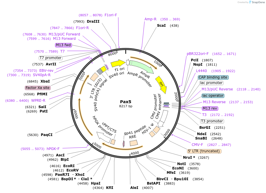 35003-plasmid-map-sequence-id-42522