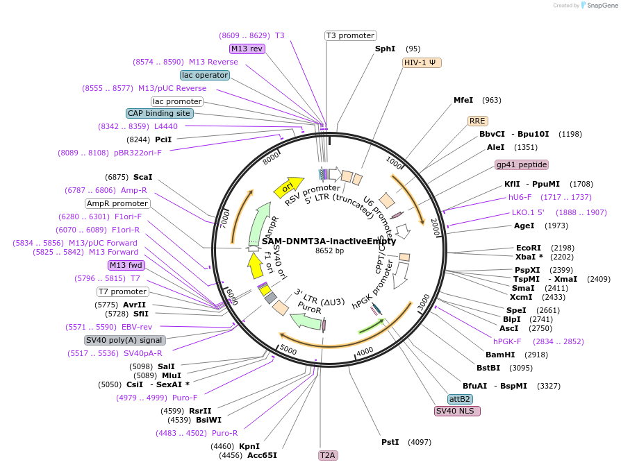 213168-plasmid-map-sequence-id-425253