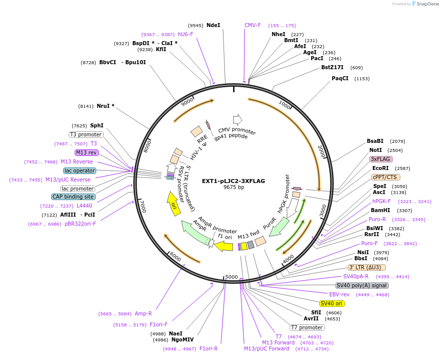 215818-plasmid-map-sequence-id-425321