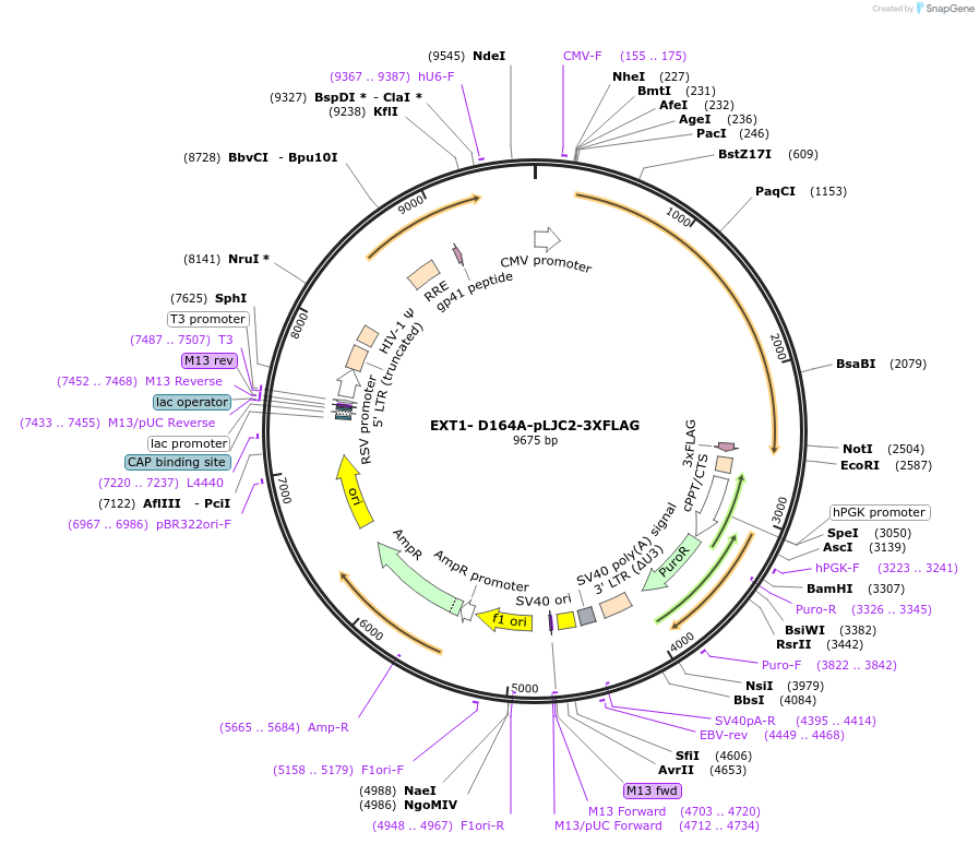 215828-plasmid-map-sequence-id-425323