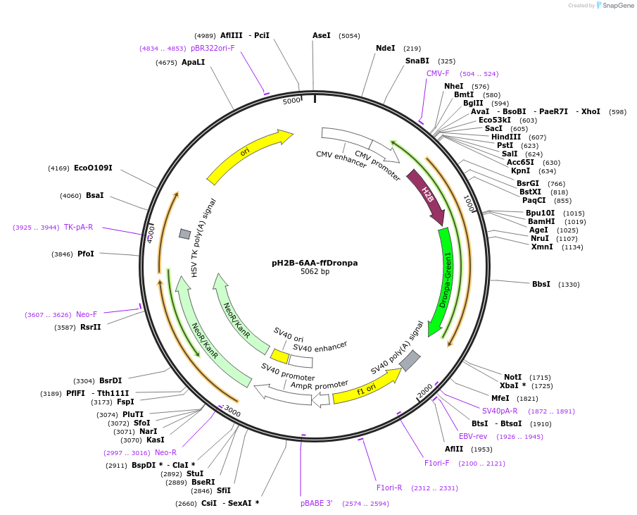 214606-plasmid-map-sequence-id-425324