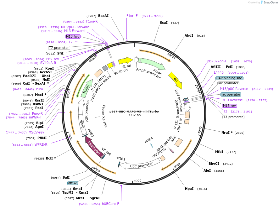207818-plasmid-map-sequence-id-425329