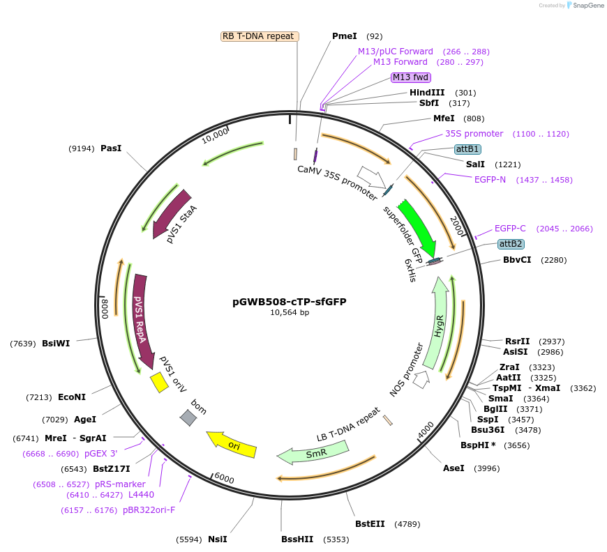 213863-plasmid-map-sequence-id-425331