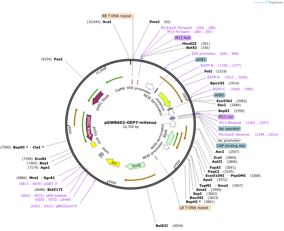 213864-plasmid-map-sequence-id-425332
