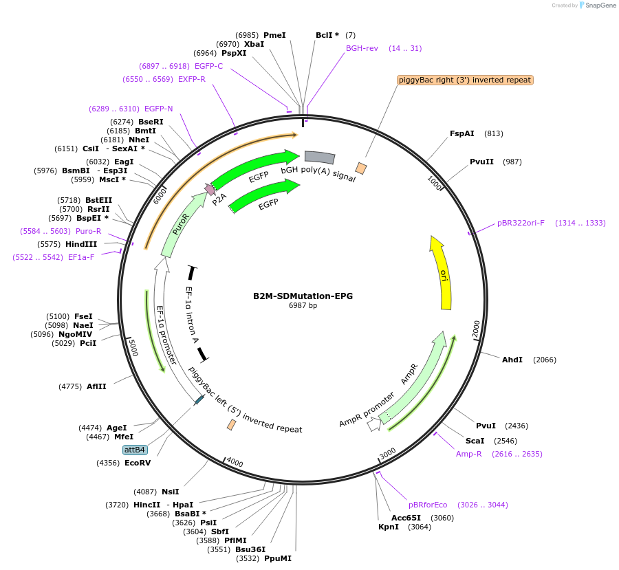 215545-plasmid-map-sequence-id-425338